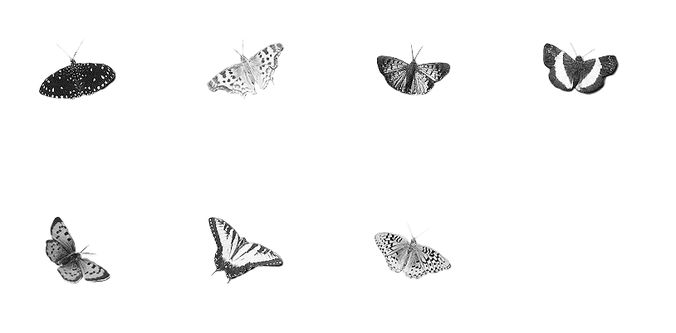 Butterfly photoshop brushes