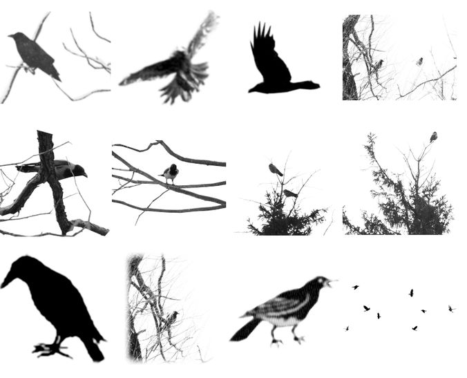 Crows and ravens brushes