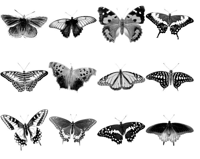 Butterfly Brushes III