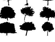 6 Big silhouettes tree brushes