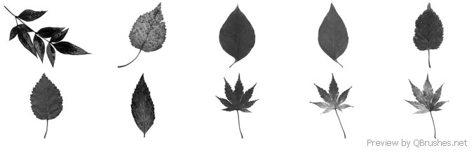 High Res Real Leaf Brushes
