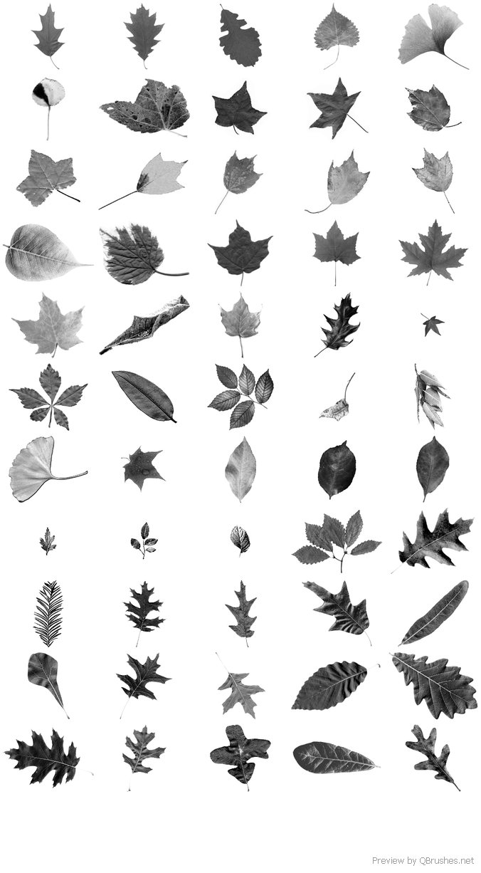 Leaves brush Download