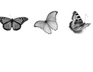 Butterfly photoshop brushes