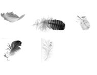 8 Feathers & wheat brushes