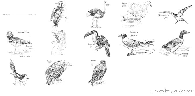 Vintage Illustrations: Birds