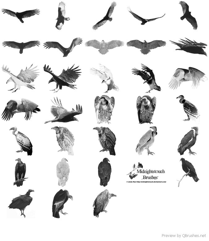 23 PS 7 vulture brushes