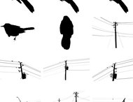Birds And Power Lines