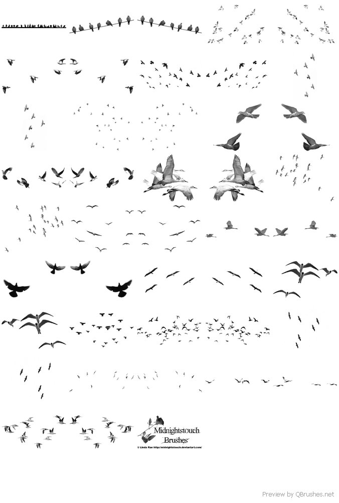 42 Birds of a feather brushes PS