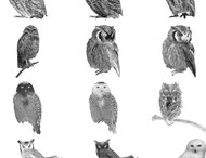 48 PS 7 Owl brushes