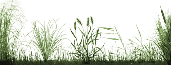 Grassland Brushes  for photoshop  Download Download 