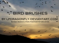 Bird Brushes