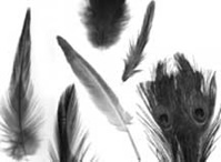 Feather Brushes